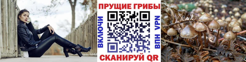 Псилоцибиновые грибы мицелий Бодайбо